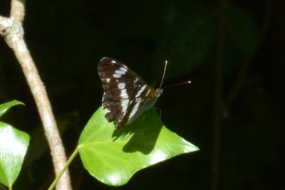 <i>Limenitis camilla</i>