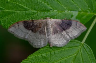 <i>Idaea degeneraria</i>