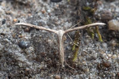 <i>Emmelina</i>