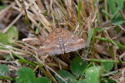 <i>Pyrausta despicata</i>