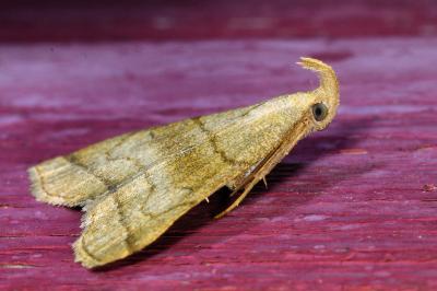 <i>Herminia tarsicrinalis</i>