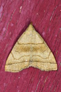 <i>Herminia tarsicrinalis</i>