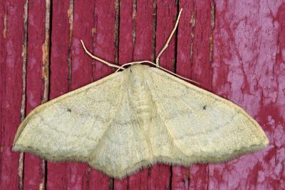 <i>Idaea straminata</i>