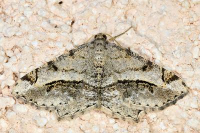 <i>Chiasmia aestimaria</i>