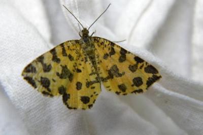 <i>Pseudopanthera macularia</i>