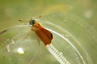 <i>Thymelicus lineola</i>