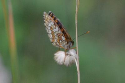 <i>Melitaea athalia</i>