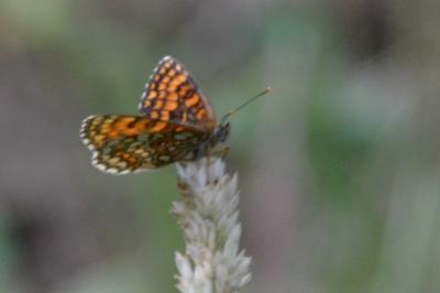 <i>Melitaea athalia</i>