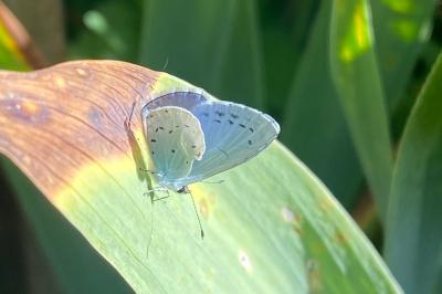 <i>Celastrina argiolus</i>