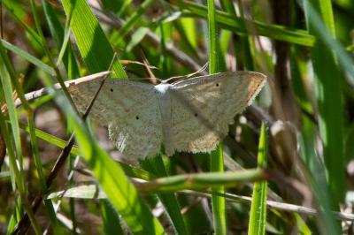 <i>Scopula immutata</i>