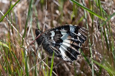 <i>Brintesia circe</i>