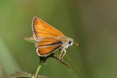<i>Thymelicus lineola</i>