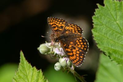 <i>Melitaea athalia</i>
