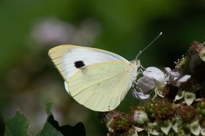 <i>Pieris brassicae</i>