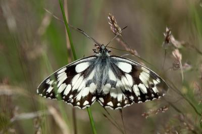 <i>Melanargia galathea</i>