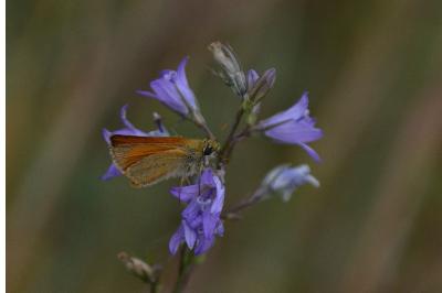 <i>Thymelicus sylvestris</i>