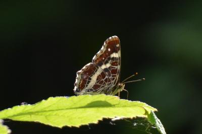 <i>Araschnia levana</i>
