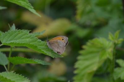 <i>Coenonympha pamphilus</i>