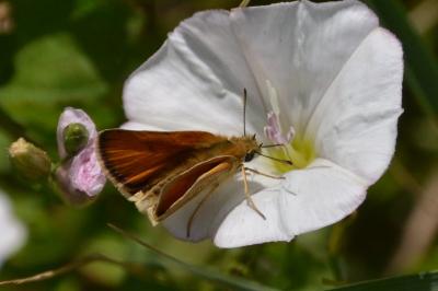<i>Thymelicus</i>