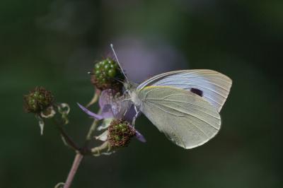 <i>Pieris brassicae</i>
