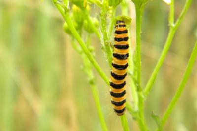<i>Tyria jacobaeae</i>