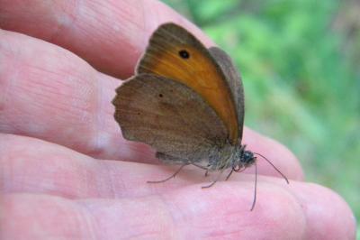 <i>Maniola jurtina</i>