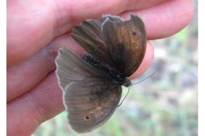 <i>Maniola jurtina</i>