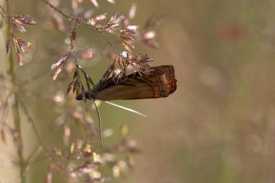 <i>Chrysoteuchia culmella</i>