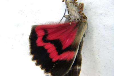 <i>Catocala sponsa</i>
