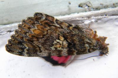 <i>Catocala sponsa</i>