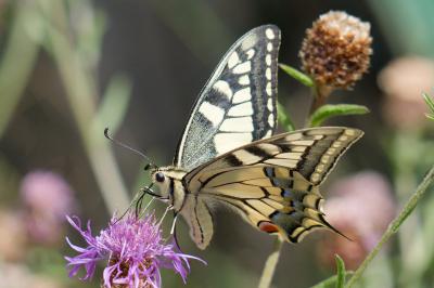 Papilio machaon