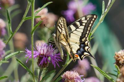 <i>Papilio machaon</i>