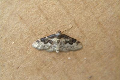 <i>Idaea rusticata</i>