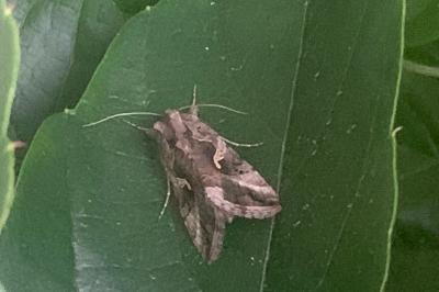 <i>Autographa gamma</i>