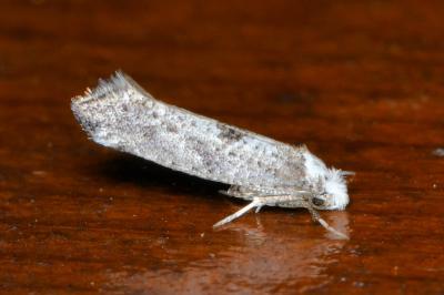 <i>Paraswammerdamia albicapitella</i>