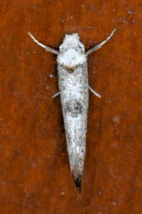 <i>Paraswammerdamia albicapitella</i>