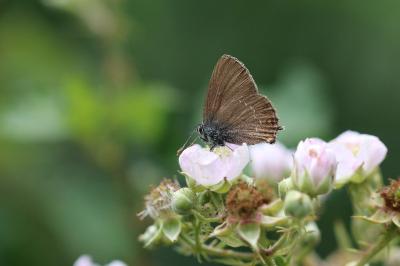 <i>Satyrium ilicis</i>