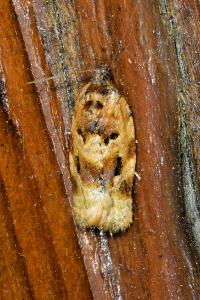 <i>Argyrotaenia ljungiana</i>