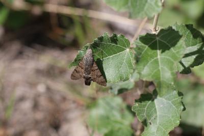 <i>Macroglossum stellatarum</i>
