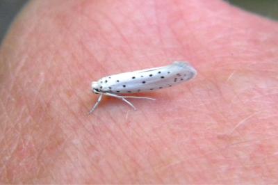 <i>Yponomeuta malinella</i>