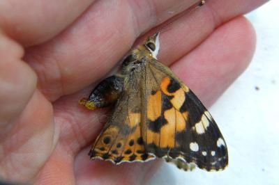 <i>Vanessa cardui</i>