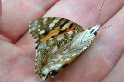 <i>Vanessa cardui</i>