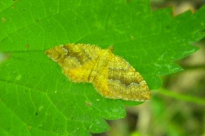 <i>Camptogramma bilineata</i>