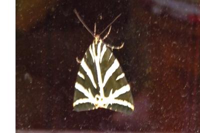 <i>Euplagia quadripunctaria</i>