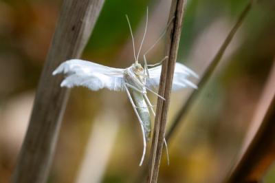 <i>Pterophorus pentadactylus</i>