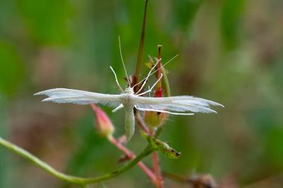 <i>Pterophorus pentadactylus</i>