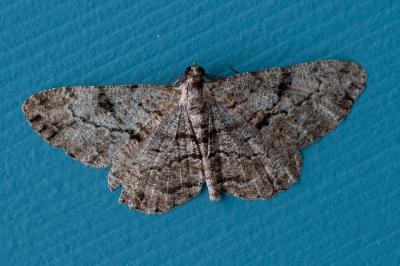 <i>Peribatodes rhomboidaria</i>