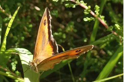 <i>Pyronia tithonus</i>