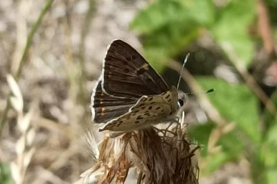 <i>Lycaena tityrus</i>