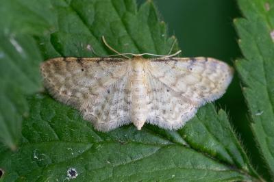 <i>Idaea fuscovenosa</i>